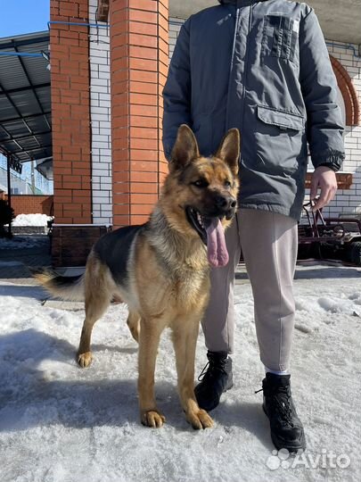 Немецкая овчарка вязка