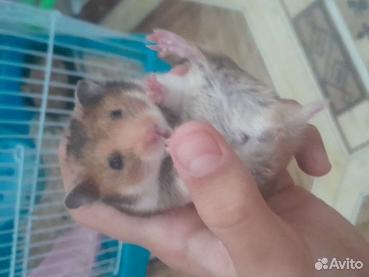 Продаю хомячков