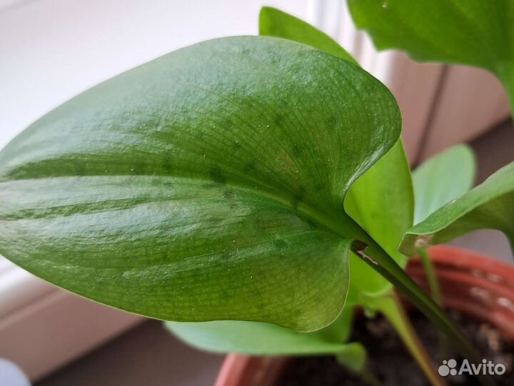 Дримиопсис пятнистый