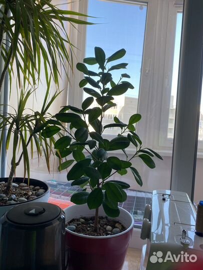 Фикус макламе