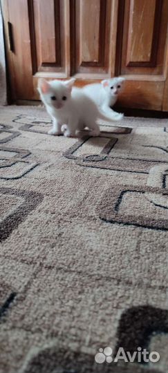 Котята от шотландской мамы