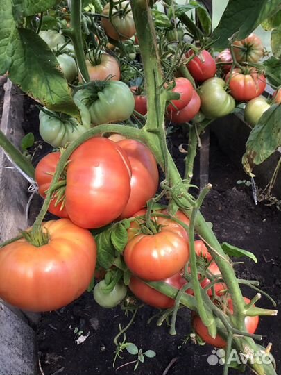 Семена очень редких урожайных томатов России и США