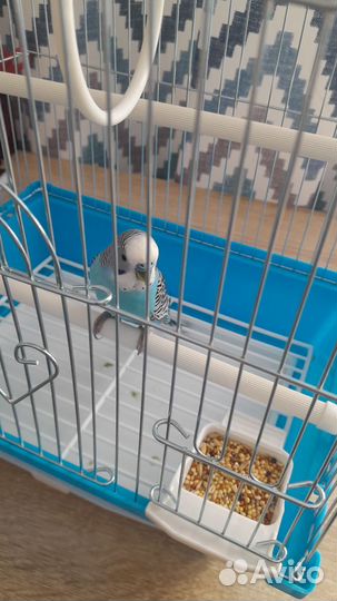 Волнистый попугай с клеткой