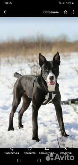 Шикарный красавец Метис стаффа Супер собакин Граф