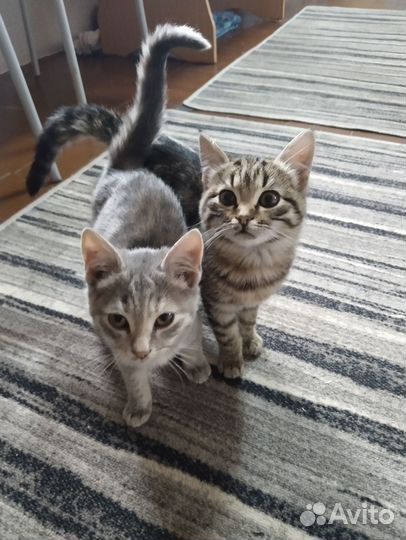 Котенок в дар бесплатно