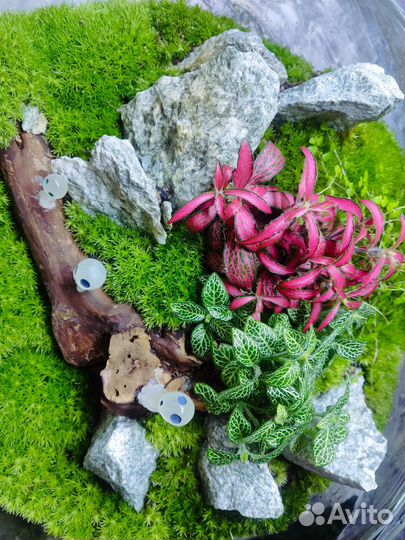 Флорариум 1