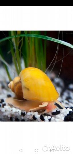 Улитки аквариумные