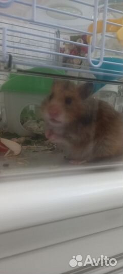 Хомячата сирийские