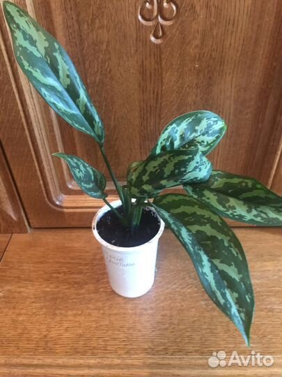 Аглаонемы,Хлорофитум кудрявый