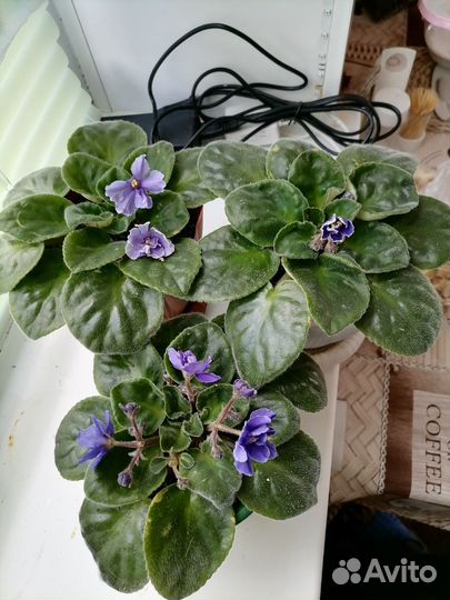 Алоэ 5 лет, фиалки токо начели цвести