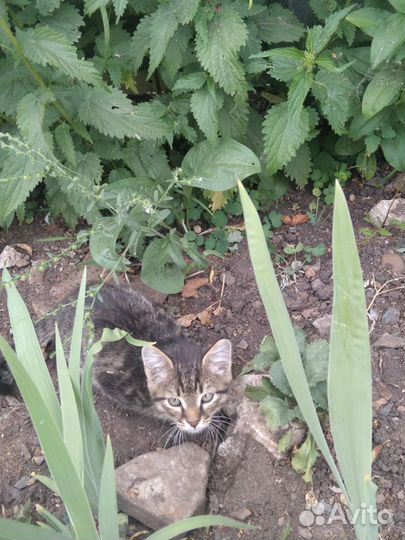 Котята в добрые руки бесплатно