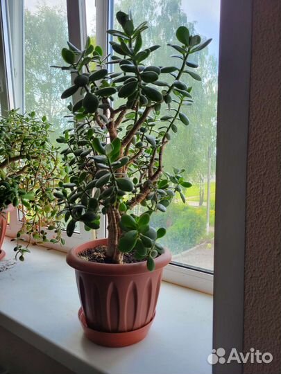 Крассула толстянка денежное дерево