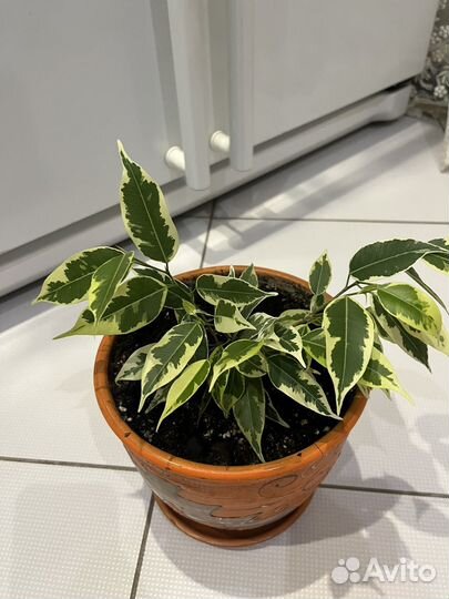 Фикус бенджамина