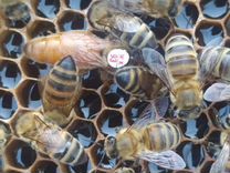 Пчелосемьи пчелопакеты пчеломатки Бакфаст