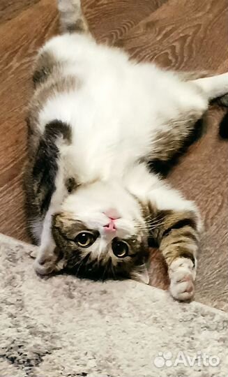 Кошка в дар бесплатно