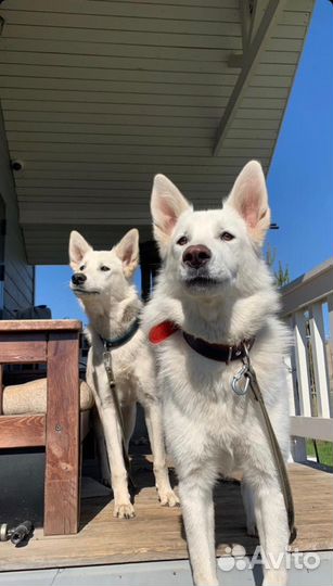 Щенок лайки в добрые руки (девочка )