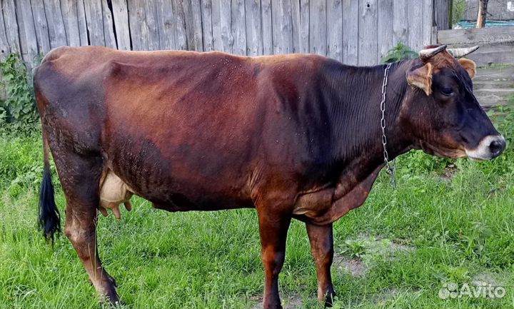 Коровы, телки