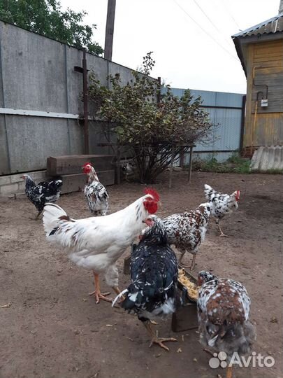 Куры молодки