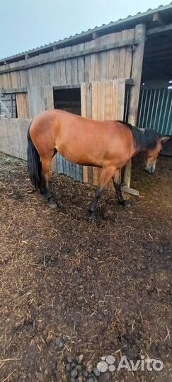 Продам лошадь