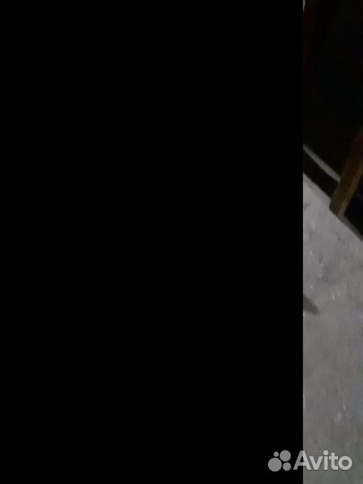 Сиамская кошечка