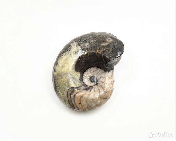 Аммонит Goniatites (7 см), Марокко / Окаменелости