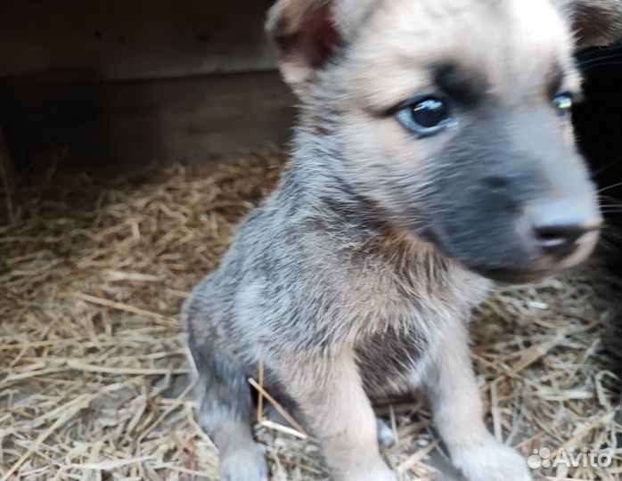 Пристраиваются