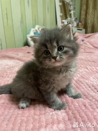 Британская кошка