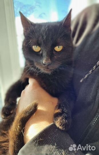 Черный котенок в хорошие руки