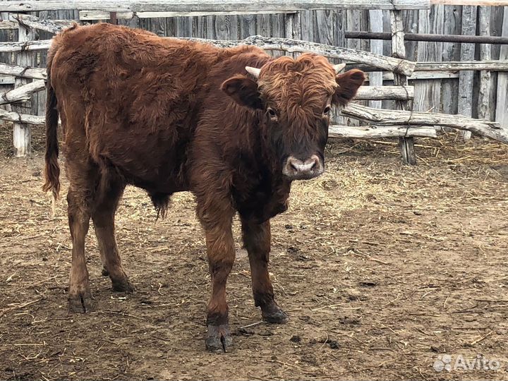 Телята бычки