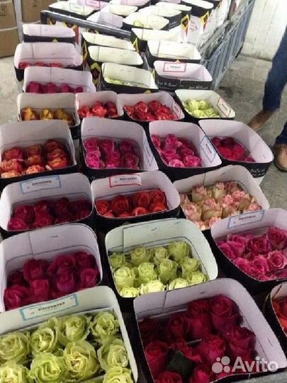 Роза Эквадор 50-80см