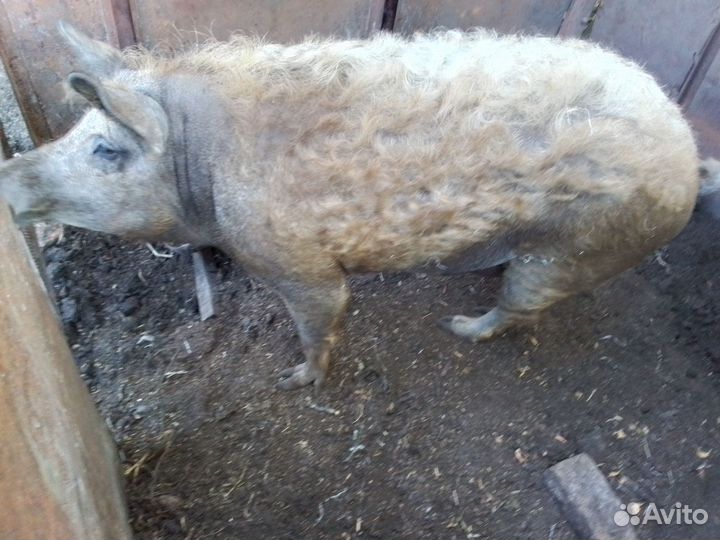 Мангалица(хряк)