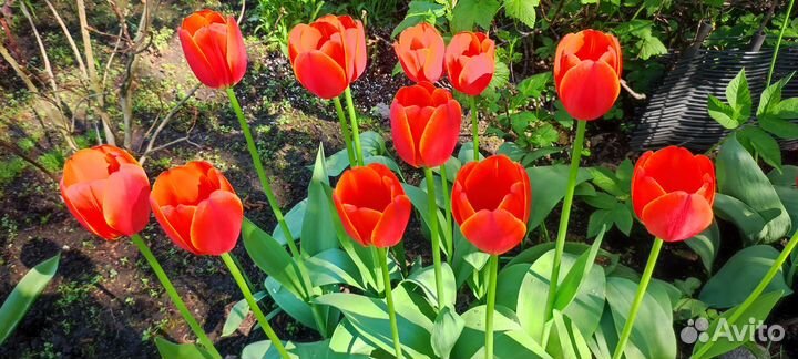 Тюльпаны на срез