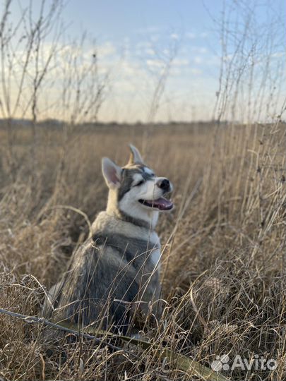 Сибирский хаски вязка