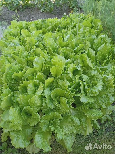 Салат дачный