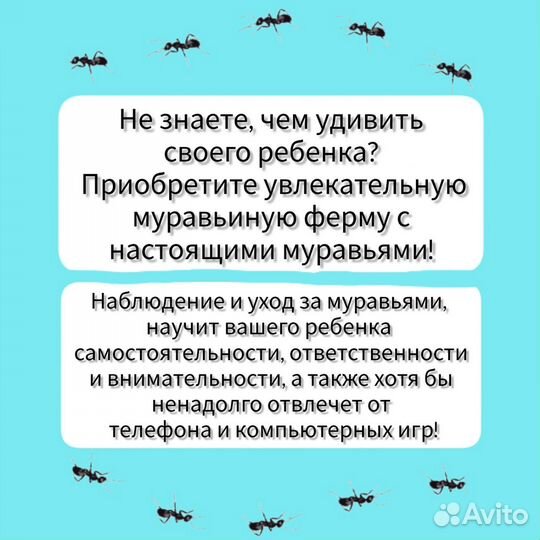 Муравьиная ферма 