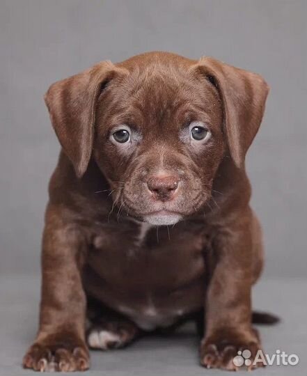 Щенки американский булли