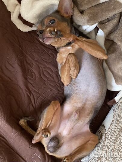 Вязка той-терьер мальчик