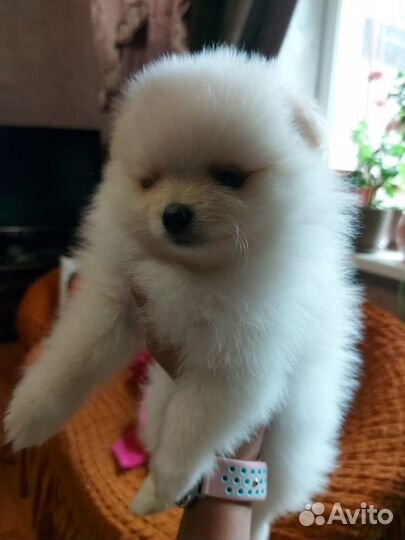 Щенки померанского шпица