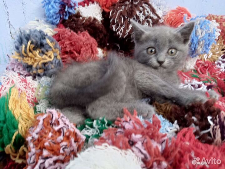 Котëнок