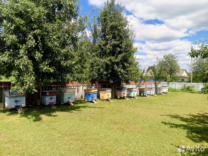 Пчелы с ульями