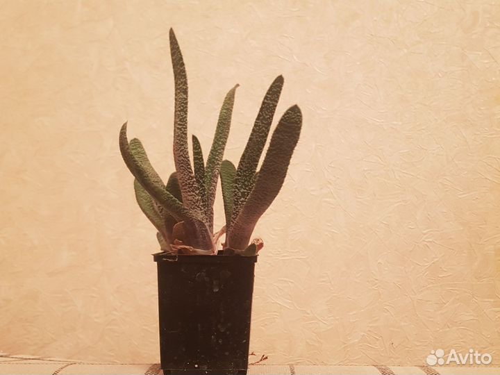 Суккуленты гастерии