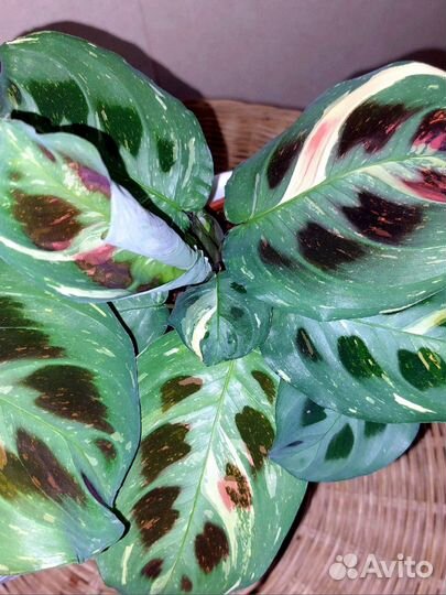 Маранта Бьюти ким