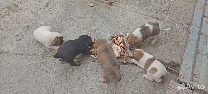 Щенки мама Джек Рассел папа не известно