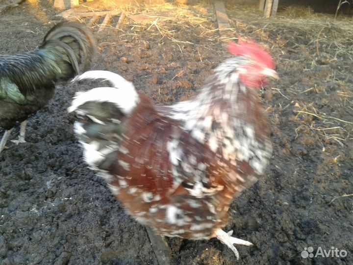 Инкубационное яйцо крупных пород кур гусей