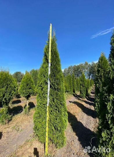 Туя Смарагд