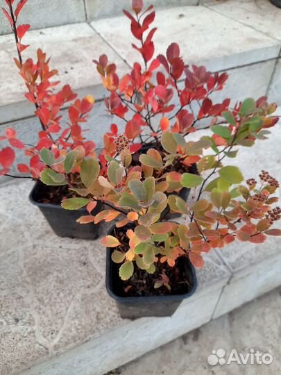 Спирея березолистная 