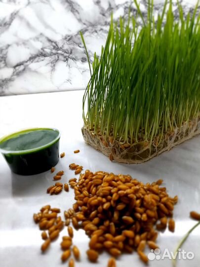 Витграсс-сок Микрозелень