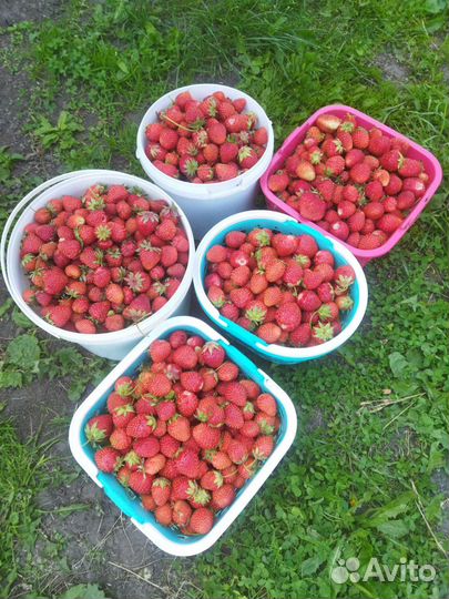 Рассада клубники