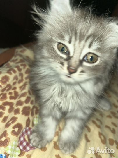 Кошка