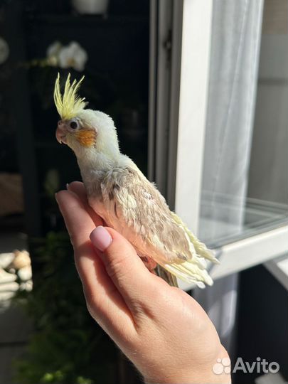 Попугай корелла птенец
